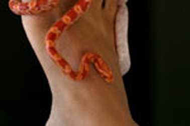 Chùm ảnh: Đi spa để được rắn... mát xa