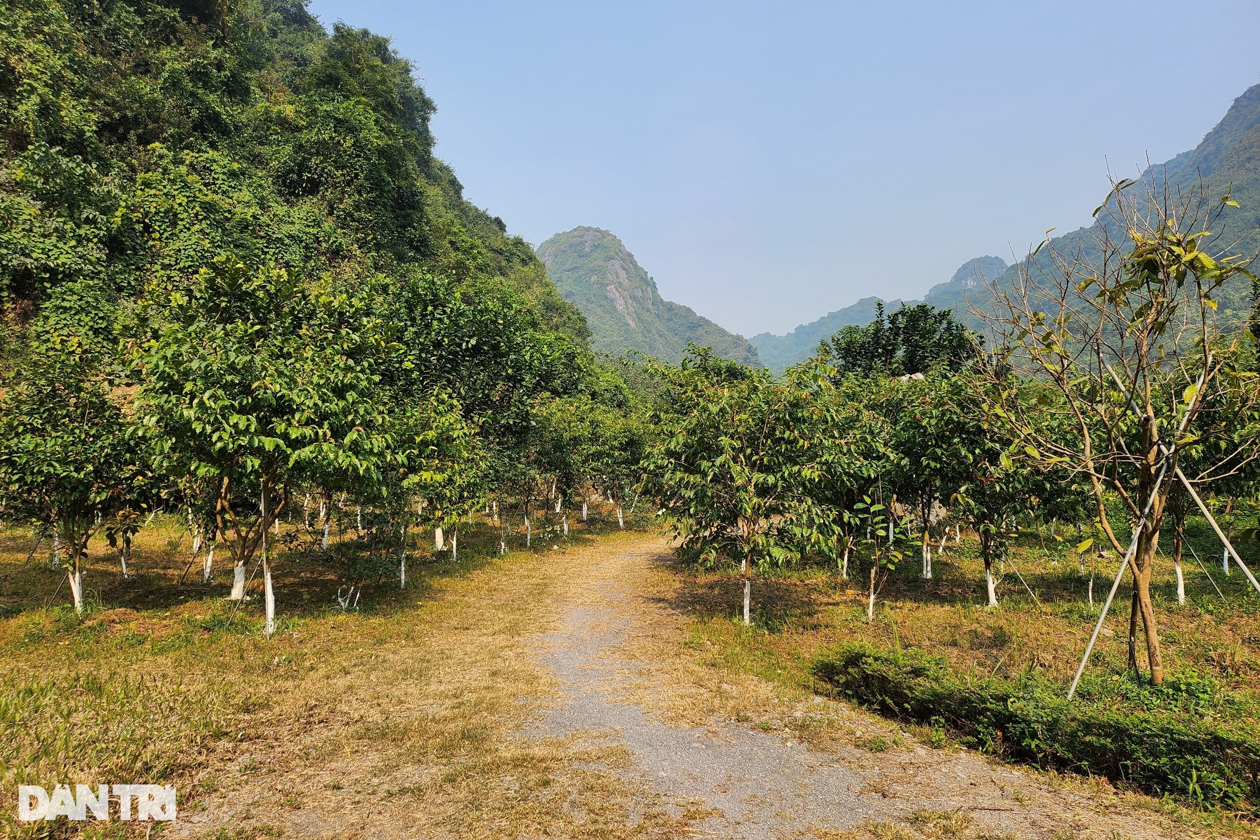 Kỹ sư bỏ phố về rừng trồng loại cây hái hoa bán giá chục triệu đồng/kg - 3 Kỹ sư bỏ phố về rừng trồng loại cây hái hoa bán giá chục triệu đồng/kg - 3