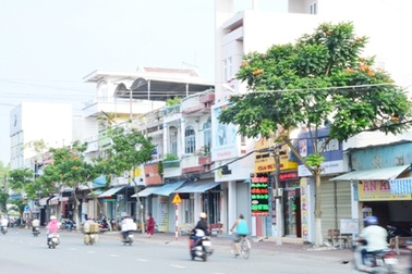 Một đoạn đường ngắn có trên 60 cây hoa độc