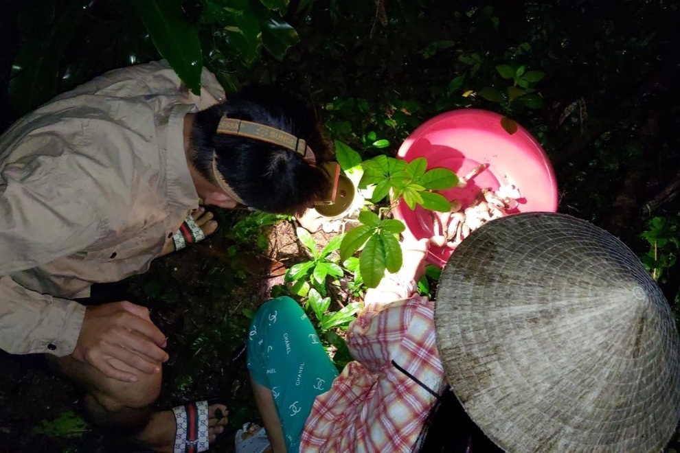 Đêm đi săn nấm vua, ngày bỏ túi bạc triệu - 2 Đêm đi săn nấm vua, ngày bỏ túi bạc triệu - 2