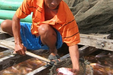 1 kg cá điêu hồng lãi gấp chục lần 1kg lúa