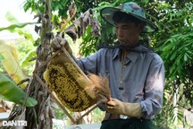 Từ 2 đàn ong tài trợ, bệnh binh nhẹ nhàng kiếm trăm triệu mỗi năm