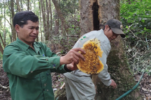 Kỹ nghệ nuôi ong trong hốc cây, thu loại mật đắt như vàng