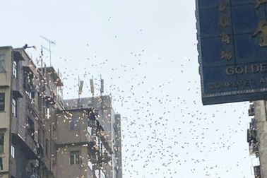 Xóm nghèo Hong Kong phát sốt vì cơn "mưa" tiền