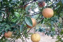 Bưởi đỏ tiến vua được giá, khan hiếm hàng