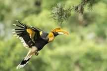 Loài “phượng hoàng đất” bay vào nhà dân ở Nghệ An quý hiếm như thế nào?