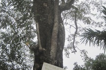 Vụ bán "cụ" sưa 26 tỷ đồng: Mỗi người dân được chia 10 triệu