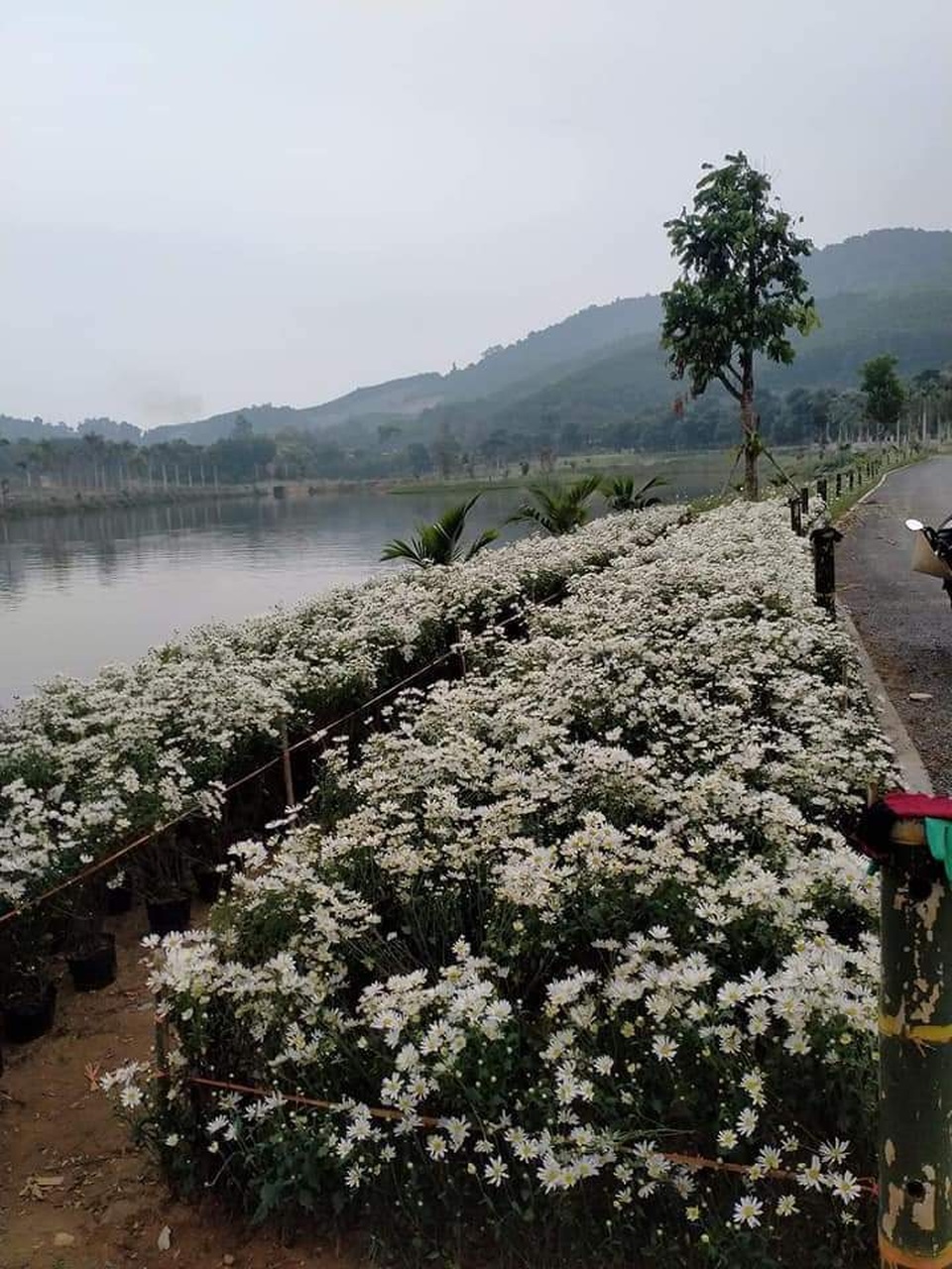 Thung lũng hoa Phủ Quỳ, điểm check in tuyệt đẹp giữa núi đồi xứ Nghệ - 1 Thung lũng hoa Phủ Quỳ, điểm check in tuyệt đẹp giữa núi đồi xứ Nghệ - 1