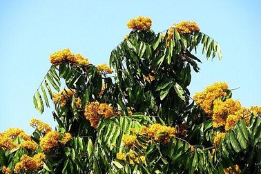 Vườn Quốc gia Phong Nha - Kẻ Bàng nhân giống thành công 5 loài cây quý