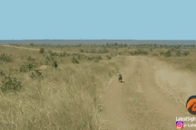 Lợn hoang "thản nhiên" chạy đến nơi ẩn náu của 2 con sư tử và cái kết