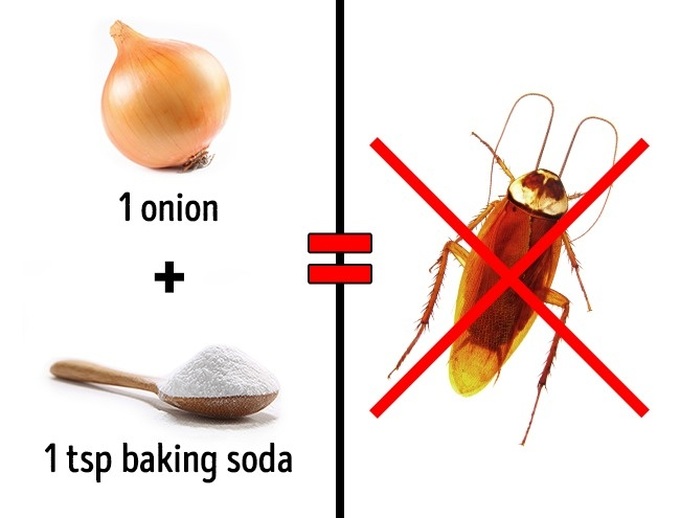3 cách an toàn để xóa sổ côn trùng tại nhà