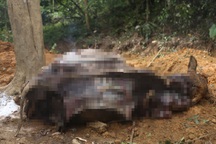 Vụ đàn trâu chết “như ngả rạ” ở Hà Nội: Công an vào cuộc