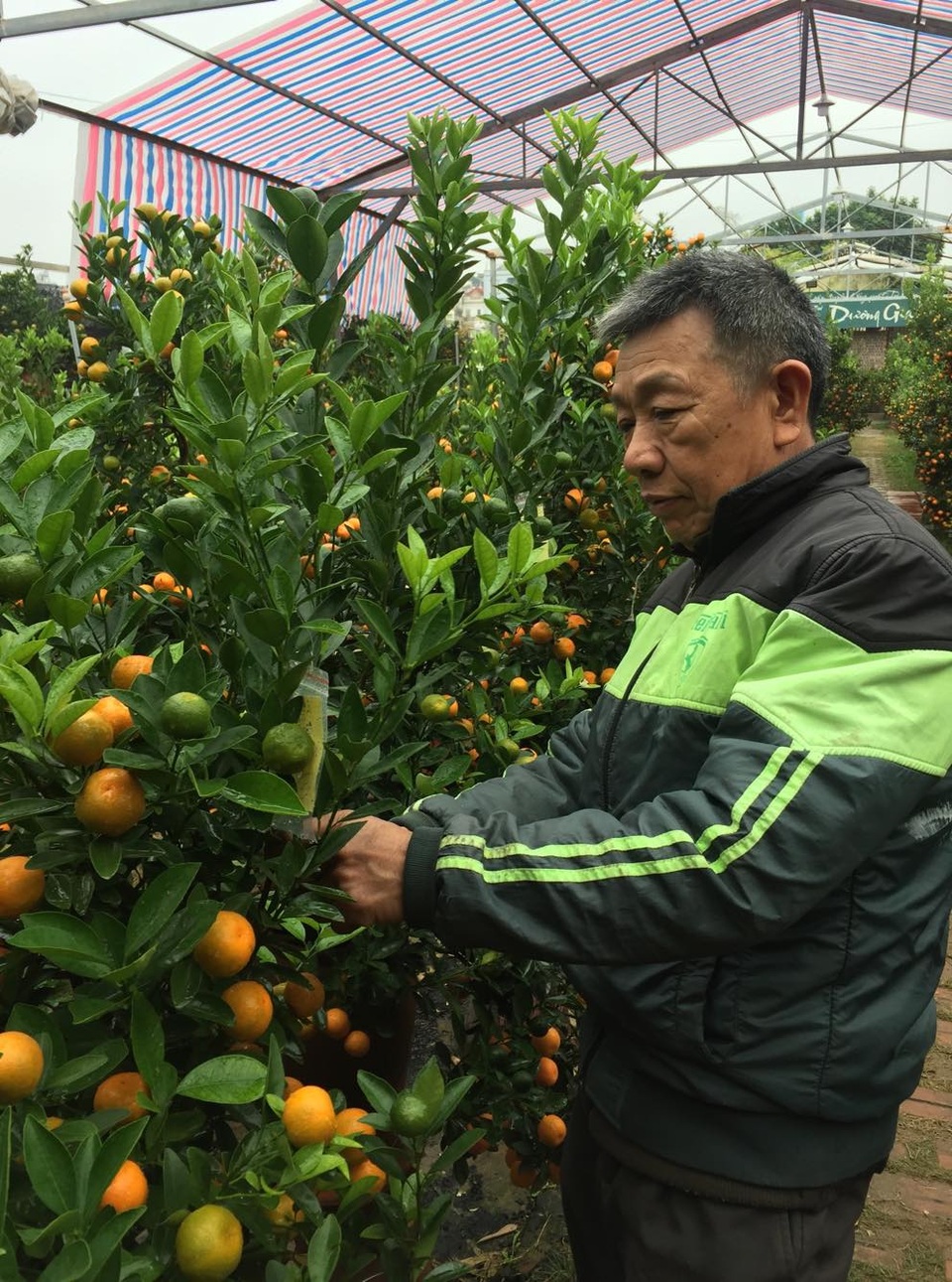 Nhiều làng hoa ở Hà Nội sẵn sàng cho vụ Tết Nguyên đán - 1 Nhiều làng hoa ở Hà Nội sẵn sàng cho vụ Tết Nguyên đán - 1