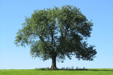 Trú giông dưới cây bạch đàn, người đàn ông bị sét đánh chết