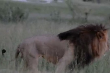 "Sốc" khi sư tử đực thản nhiên "làm chuyện ấy" với một con đực khác