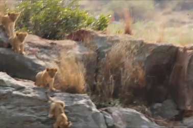 Sư tử con tập leo núi dưới sự giám sát của mẹ