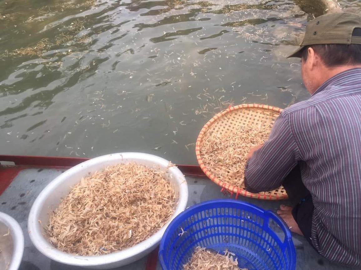 Lạ lùng côn trùng chỉ sống vài giờ, lên bàn nhậu thành đặc sản ở Hà Nội - 1 Lạ lùng côn trùng chỉ sống vài giờ, lên bàn nhậu thành đặc sản ở Hà Nội - 1