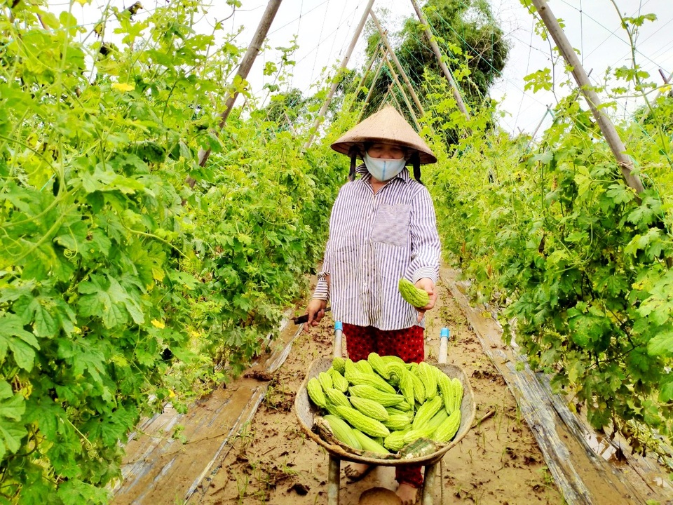 Quặn lòng nhìn những làng rau quả thiệt hại nặng sau mưa lũ - 7 Quặn lòng nhìn những làng rau quả thiệt hại nặng sau mưa lũ - 7