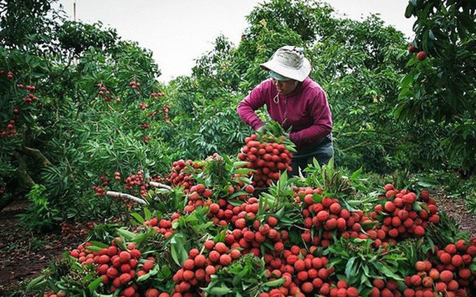 Hỗ trợ tỉnh Bắc Giang tiêu thụ nông sản