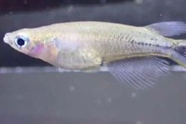 Loài cá kỳ lạ chuyển màu đen khi bị chọc giận