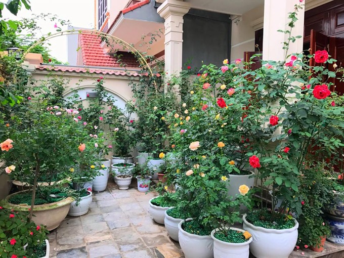 Bắt tay vào việc trồng các gốc hồng chỉ từ 5,6 cây cho đến nay vườn hồng nhà chị Mai Linh đã có đến 70 gốc hồng các loại.
