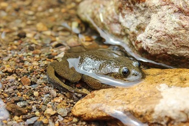 Những loài động vật bất ngờ trở lại sau gần 100 năm tưởng bị tuyệt chủng