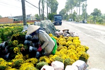 Làng hoa lớn nhất miền Tây dừng thu phí du khách dịp tết dương lịch