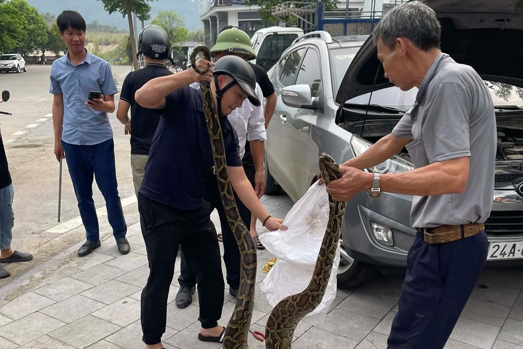 Con trăn nặng hơn 10kg nằm cuộn tròn dưới nắp capo ô tô ở Lào Cai - 2