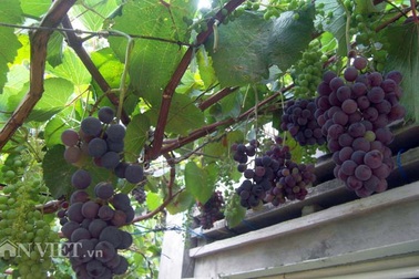 Lạ mắt nho dại vừa cho quả trĩu trịt vừa ra hoa tươi tốt