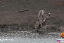 Kinh hãi cảnh cá sấu phi thân lên mặt nước tóm gọn báo gê-pa