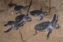 110 chú rùa con về với biển