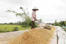 Việt Nam trúng thầu gần 1,5 triệu tấn gạo: Nông dân tiếc vì... hết lúa!