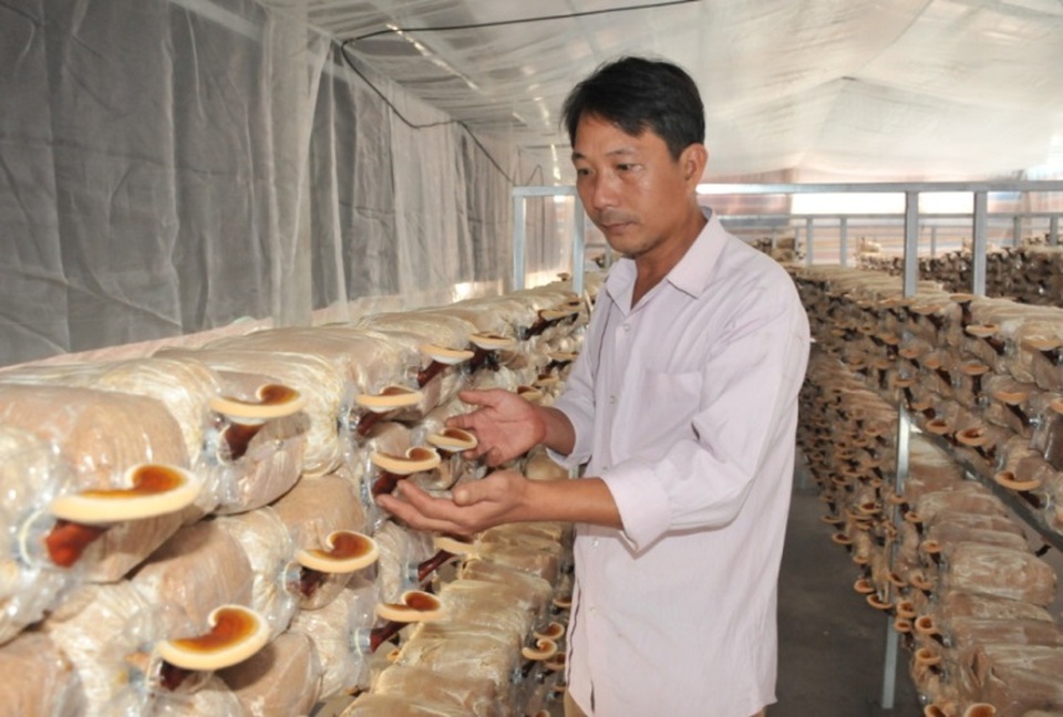 An Giang: Gặp những người đi lên thành công nhờ nông thôn mới - 2 An Giang: Gặp những người đi lên thành công nhờ nông thôn mới - 2