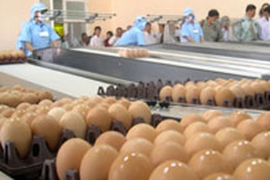 TPHCM: Vận hành máy soi, loại trứng gia cầm “độc”