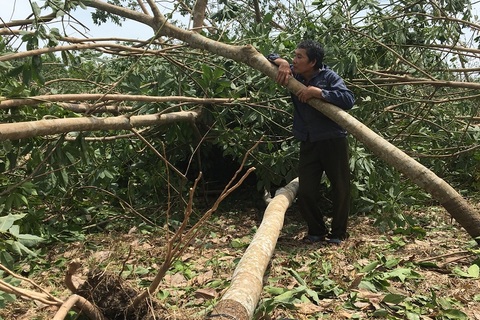 Giấc mơ “vàng trắng”… trắng tay sau siêu bão!