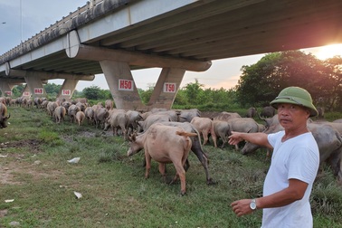 Hà Nội: Lão nông chủ đàn trâu tiền tỉ loay hoay với lệnh cấm chăn nuôi