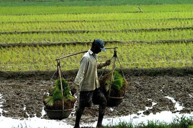 Lao động nông nghiệp tiếp tục giảm mạnh