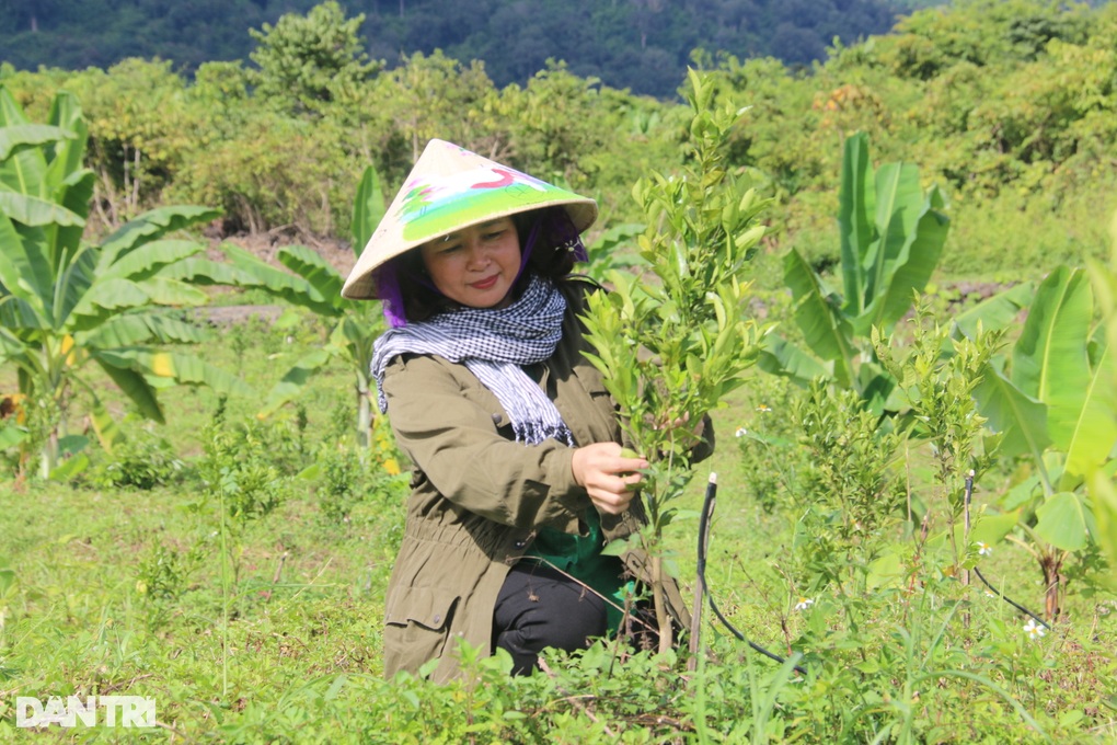 Người phụ nữ 3 năm miệt mài tìm trái ngọt dưới chân núi lửa - 2 Người phụ nữ 3 năm miệt mài tìm trái ngọt dưới chân núi lửa - 2