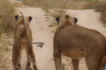 Cái kết bất ngờ của cuộc chạm trán giữa sư tử, thằn lằn và rắn hổ mang