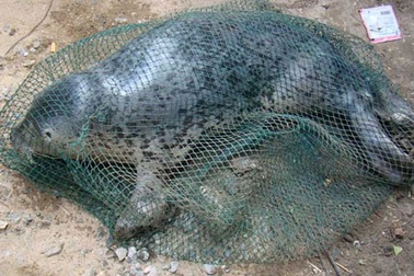 Đề nghị tặng bằng khen cho người bảo vệ an toàn sư tử biển 