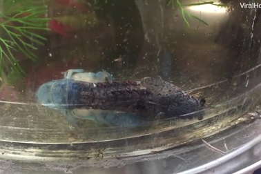 Cảnh tôm lột xác ở Việt Nam lên báo nước ngoài