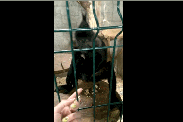 Hài hước chú khỉ láu cá giật trộm điện thoại của khách tham quan