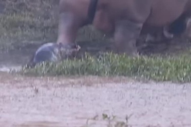 Hà mã non mới sinh chập chững theo mẹ lên bờ