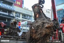 Người dân ngạc nhiên khi hàng loạt cây xanh bị đốn hạ trong mùa nắng nóng