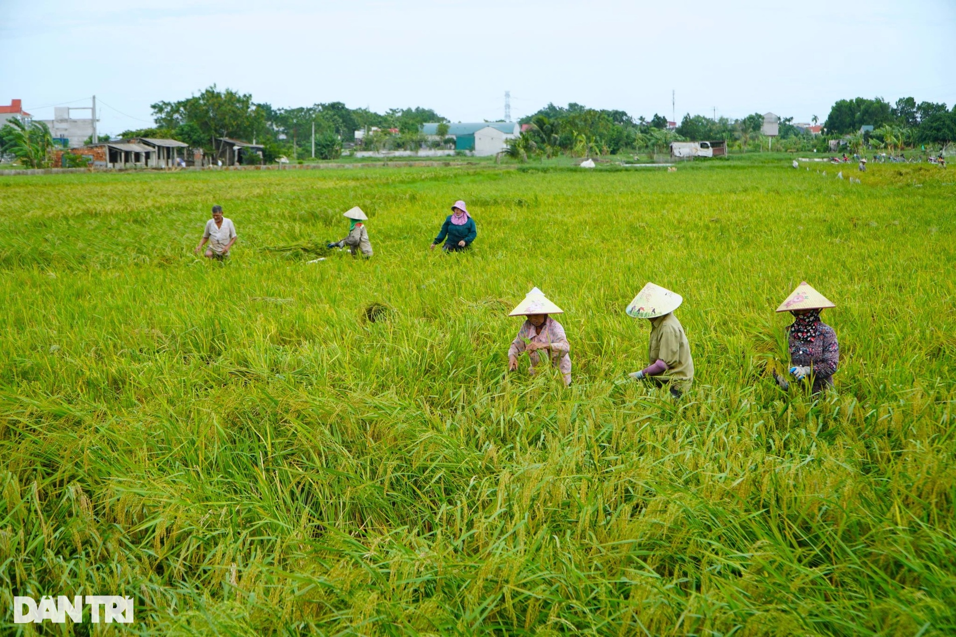 Nông dân nhìn trời... khóc hậu bão Yagi - 2