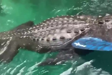 Người phụ nữ dùng mái chèo xua đuổi cá sấu bơi về phía mình