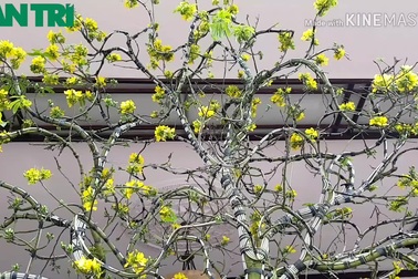 Chiêm ngưỡng cây mai độc, lạ dáng “bình phong” tại Huế