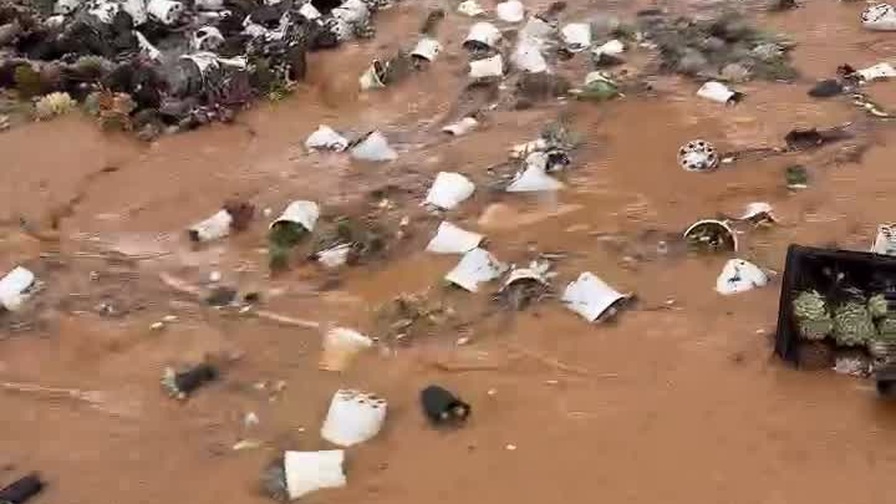 Nước lũ cuốn trôi vườn sen đá tiền tỷ ở Đà Lạt, chủ vườn bất lực khóc ròng