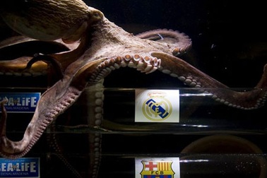 Bạch tuộc dự đoán Real Madrid vô địch Cúp Nhà vua