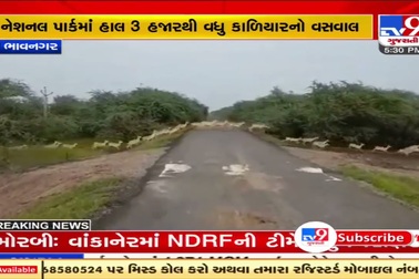 Hàng trăm con linh dương Ấn Độ lao qua đường